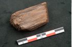 Foto (Seitenansicht) von Plantae indet.  (NHMW-GEO-2024-0188-10475)